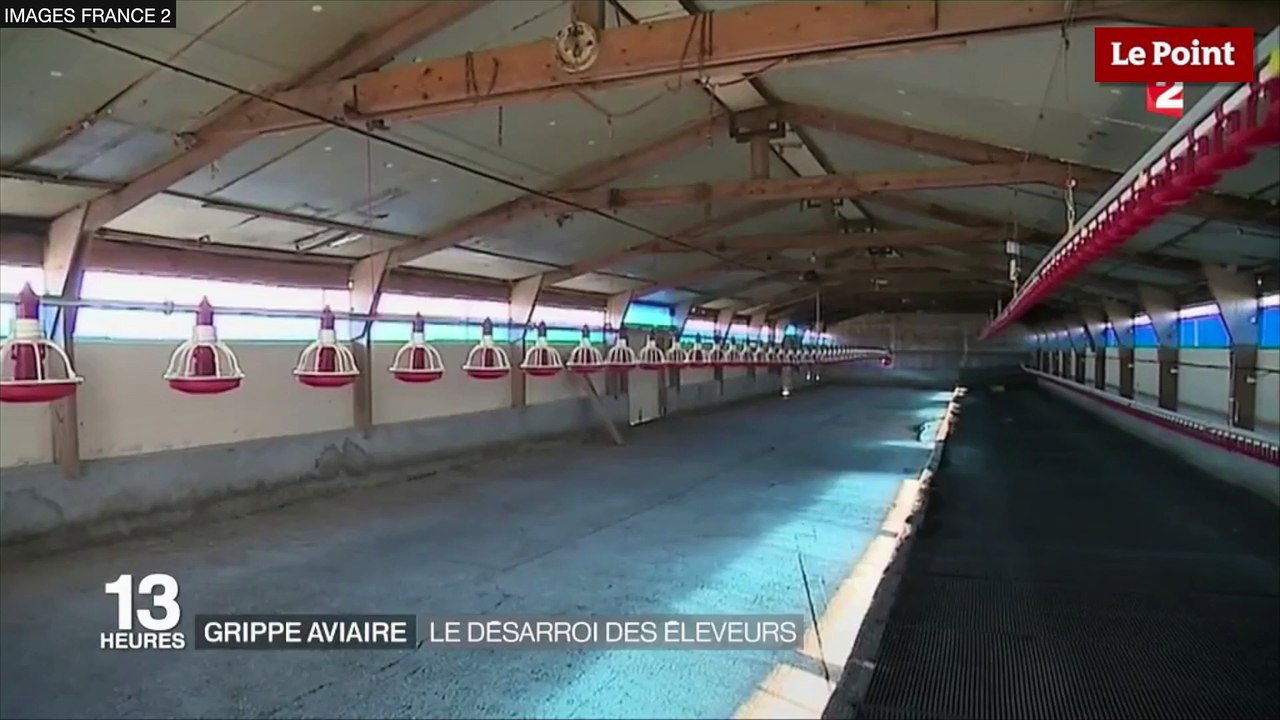 Grippe aviaire : où en est-on ?