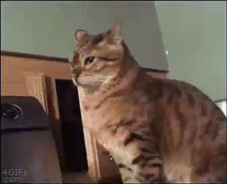 cat haunting cat