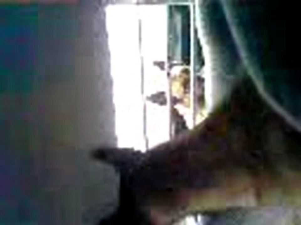 Malinois vs malinois lol