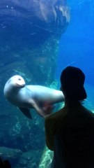 Un jongleur fait plaisir à cette otarie qui est en admiration