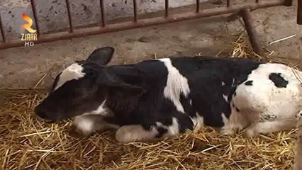 360° Gradë -URDHËRI I MINISTRIT PËR ÇERTIFIKATAT VETERINARE, REAGOJNË PRONARËT E THERTOREVE