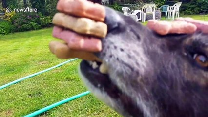 Patient dog balances six biscuits on his head