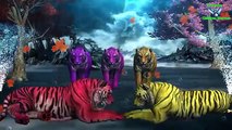 Animals Finger Family | Lion Vs Tiger, Bear & Elephant Finger Family Nursery Rhymes Song