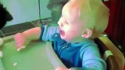 Funny Cats compilation  2017[ Best Video ever] Don't miss it