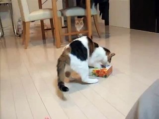Perdón por reírme, pero este gato es demasiado gracioso… ¡Él SIEMPRE se mete en las cajas y hace esto!