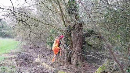 'Proper football' - goalkeeper climbs tree to get ball back