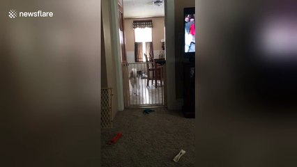 The video that proves huskies are 'escape artists'