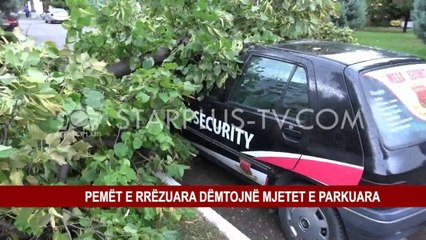 STUHIA NË SHKODËR, RRËZOHEN DY PEMË