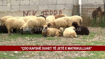 IKËN RREZIKU I SËMUNDJES, HAPEN TREGJET E BAGËTIVE