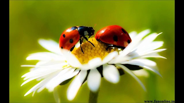 Две калинки бг детски песни - Dve kalinki bg detski pesni