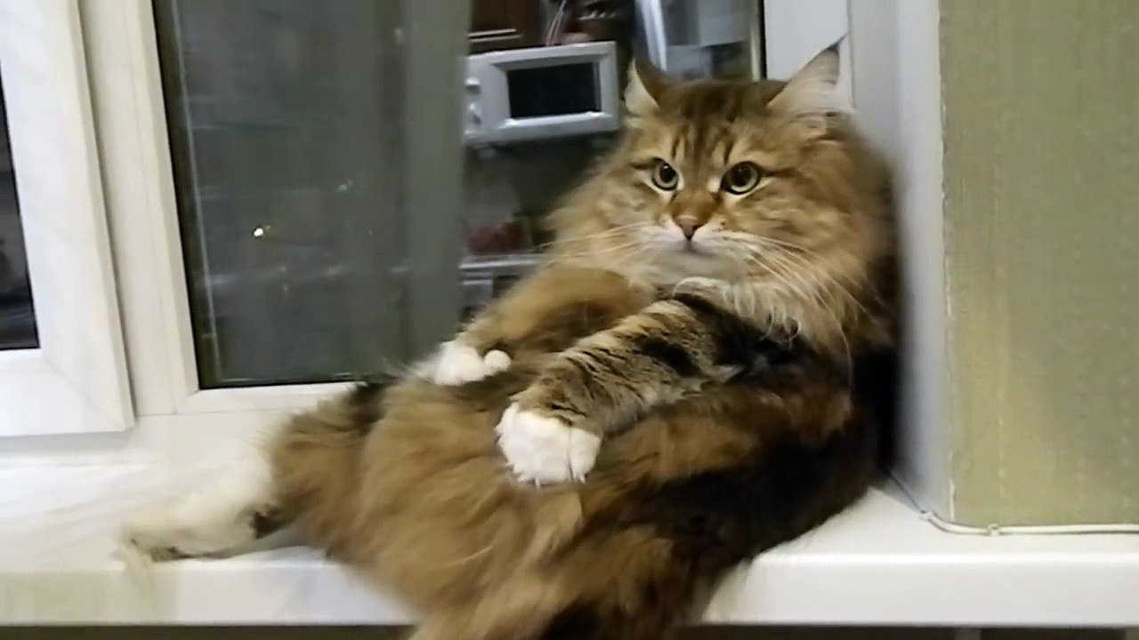 Le chat qui se masse tout seul