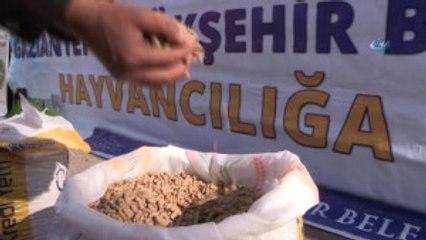 Gaziantep-Hd) Büyükşehir'den Çiftçilere "Koyun Süt Yemi" Desteği