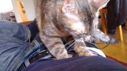 Chat qui masse son maître