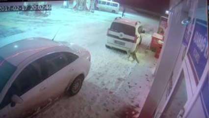 Bitlis-Hd) Aç Kalan Tilki Lokantanın Kapısına Dayandı