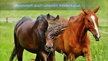 Deutsch lernen mit Tiernamen für Kleinkinder - Abc Videos für Kinder | Lernvideos für Kinder