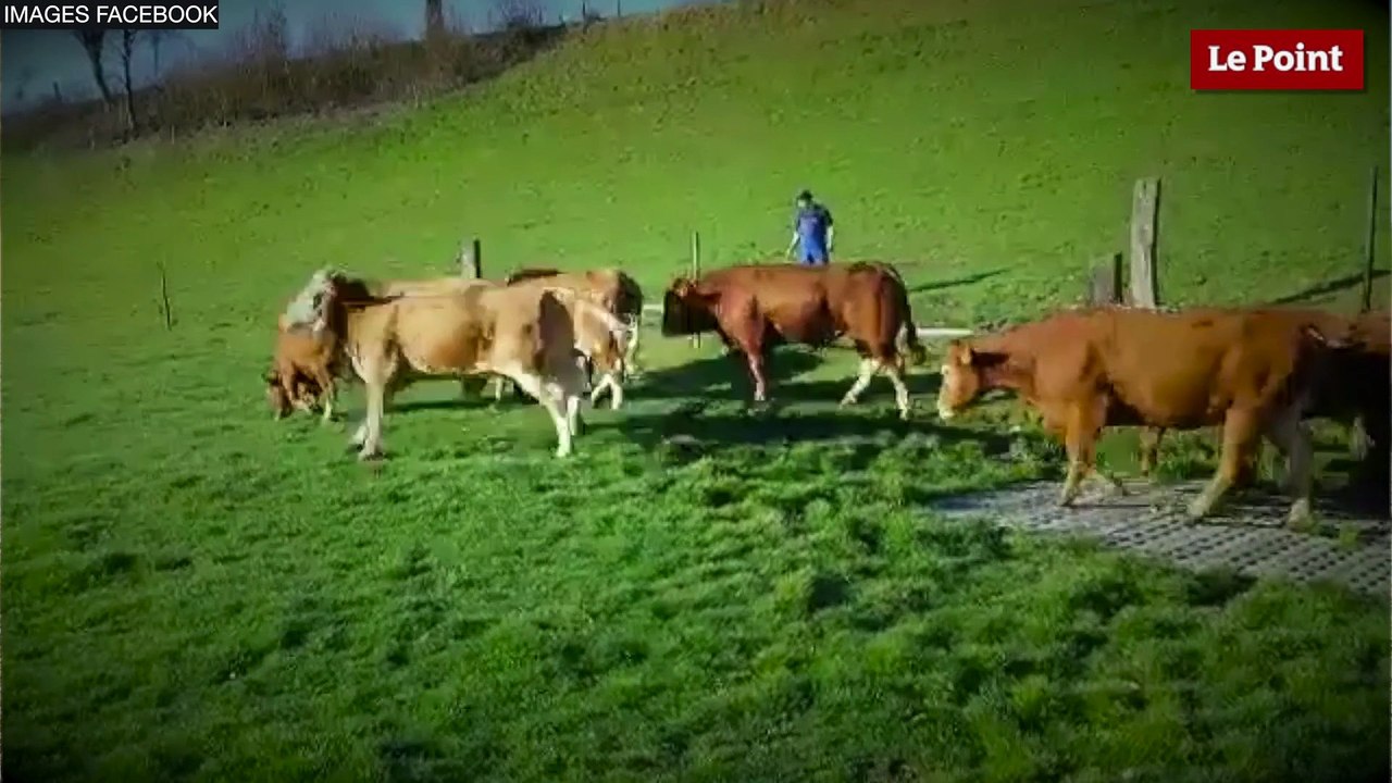 L’intelligence des animaux d’élevage #2 : la vache