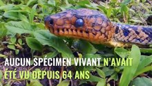 Ils ont mis 64 ans à capturer ce boa vivant...
