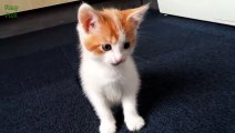 Getting a Kitten for Christmas Compilation cat cat