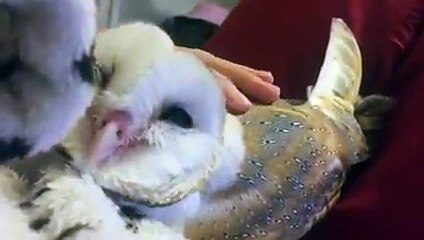 Kendini sevdiren baykuş