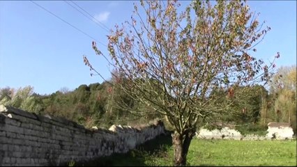 ARCHÉOLOGIE DU BÂTI SUR LE MUR D'ENCEINTE de la Chartreuse Mont Ste Marie de Gosnay