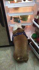 Bulldog opens refrigerator to claim his dog food