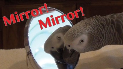 Parrot gazes adoringly at himself in a mirror