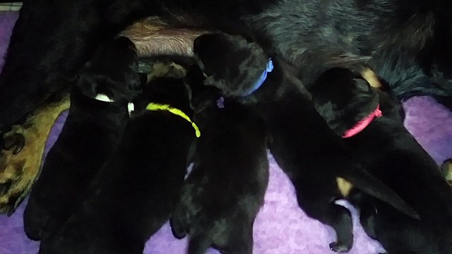 Chiots Beaucerons des Ganches de la Loire