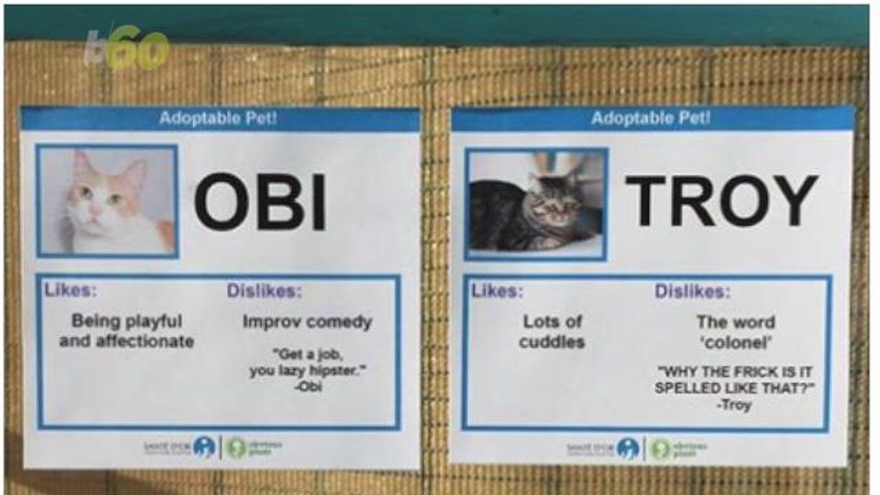 Comedian Helping Kitties Find a Forever Home in a Clever Way