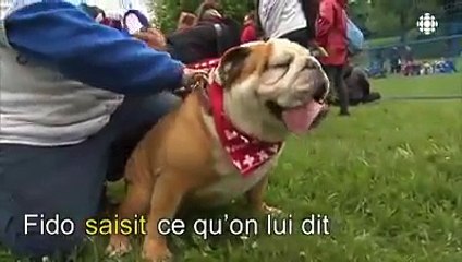 Les chiens comprennent le langage humain