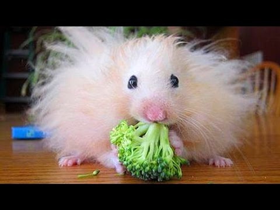 Animals & pets Try not to grin or laugh challenge - Funny animal compilation
