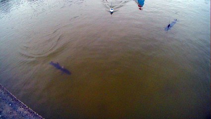 SOUS MARIN REQUIN TINTIN CANOT JEP