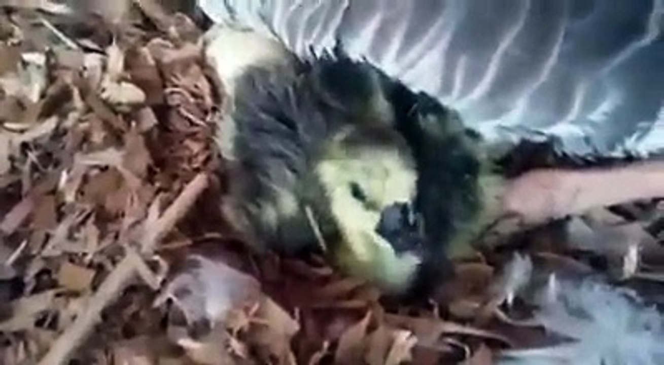 Un homme fait fabriquer un bec en 3D pour une oie qui agonisait après avoir eu le bec partiellement arraché...