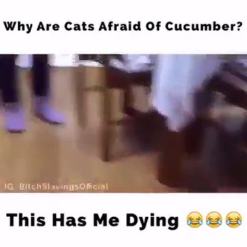 Why are cats afraid of Cucumbers?