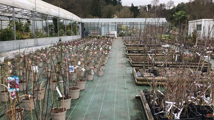 Conseils pour la plantation des rosiers