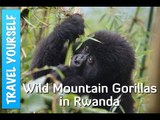 Trekking with Wild Mountain Gorillas in Rwanda