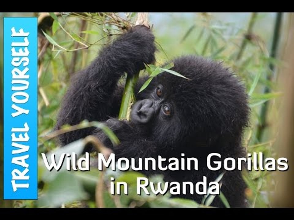 Trekking with Wild Mountain Gorillas in Rwanda