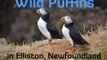 Wild Puffins in Elliston, Newfoundland