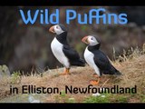 Wild Puffins in Elliston, Newfoundland