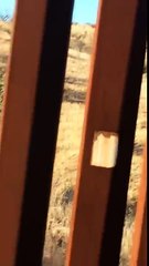 ULTIMA NOTICIA!  Inmigrante  reta a  PATRULLA FRONTERIZA 2017