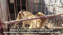 Il faut sauver Simba, le lion de Mossoul