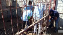 مهمة خاصة لانقاذ اسد ودبة في حديقة حيوانات في الموصل