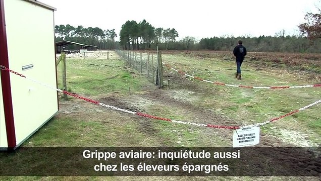 Grippe aviaire: inquiétude aussi chez les éleveurs épargnés