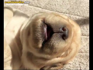 Rüyasında Mevzu Yapan Küçük Enişte