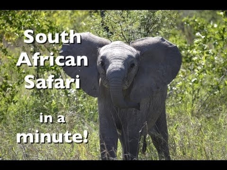 South African Safari in a Minute