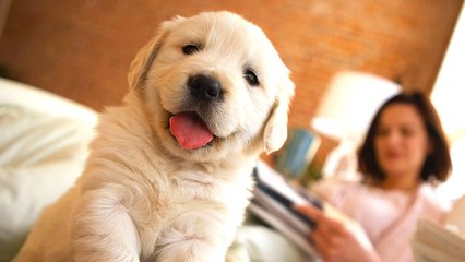 Top 3 Ways to Communicate with Dogs