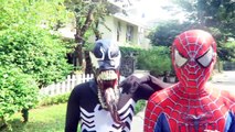 Spiderman VIO una Araña Gigante! Joker Vs Hulk Vs Venom Vs Amarillo Spiderman Superhéroes Actio