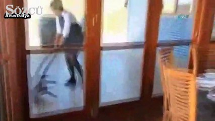 Dev kertenkeleyi köpek sanınca...