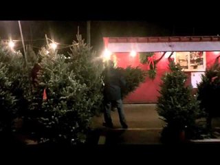 Christmas Trees in Nova Scotia - Travel Yourself