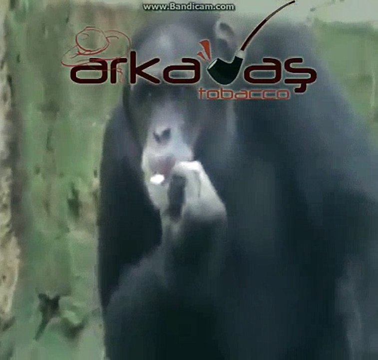 Dertler Babası MAYMuN ( Sigara İçen Maymun ) | www.arkadastobacco.com