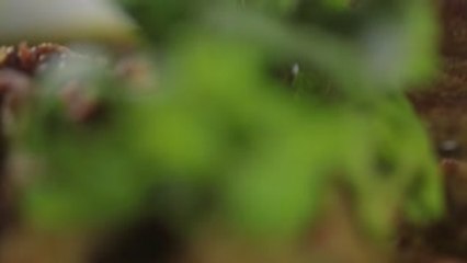 Sup Kambing - Mutton Soup